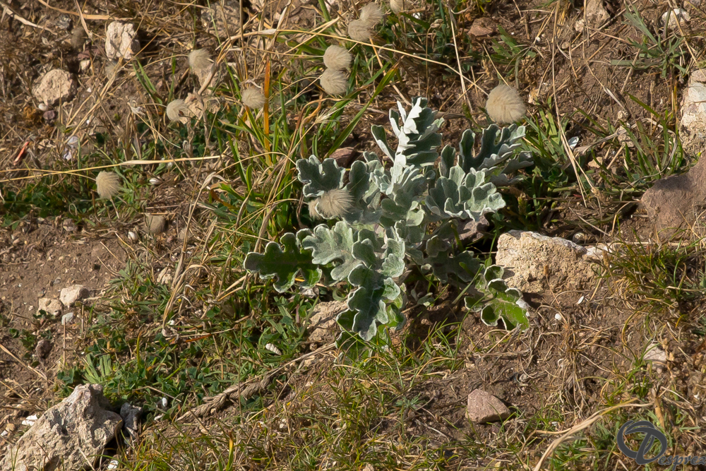 2019-aout-15-DSC08263