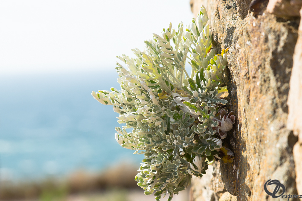 2019-aout-15-DSC08264