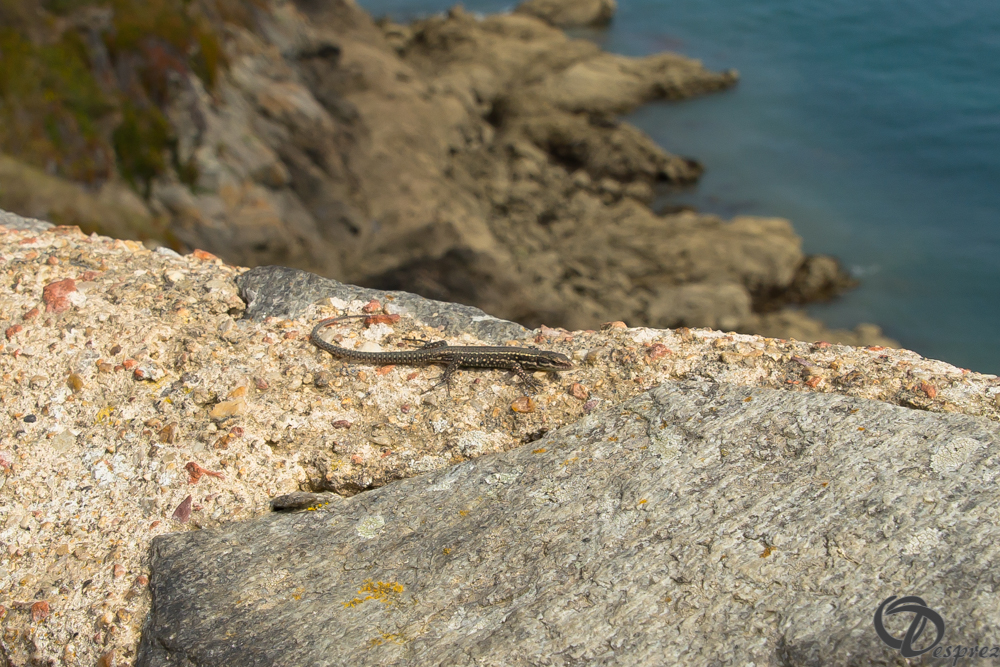 2019-aout-15-DSC08170