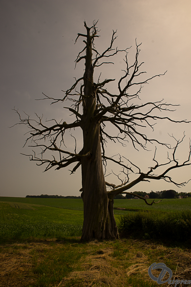 2022-juin-18-DSC09674