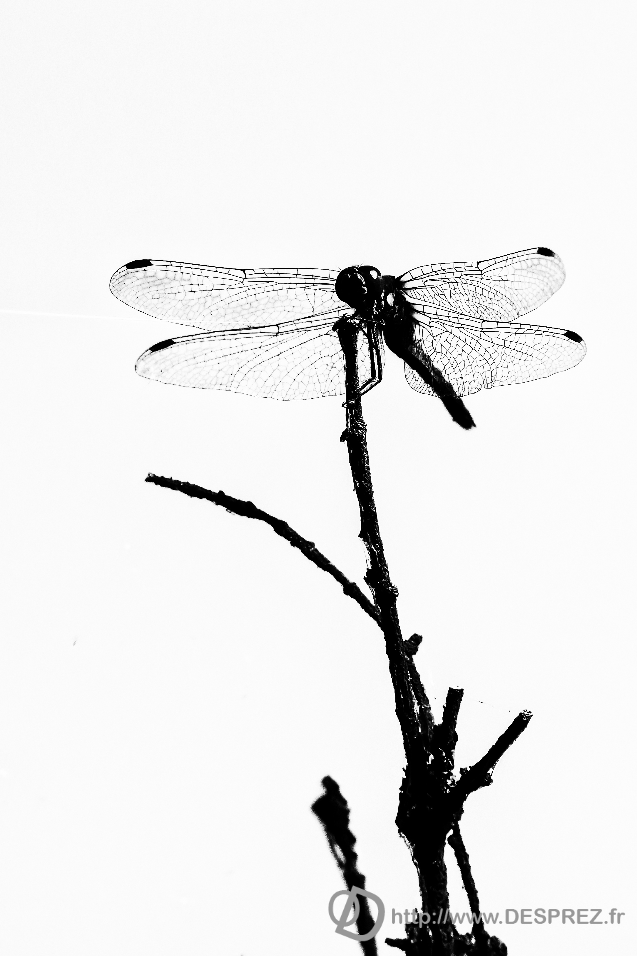2015-07-29-