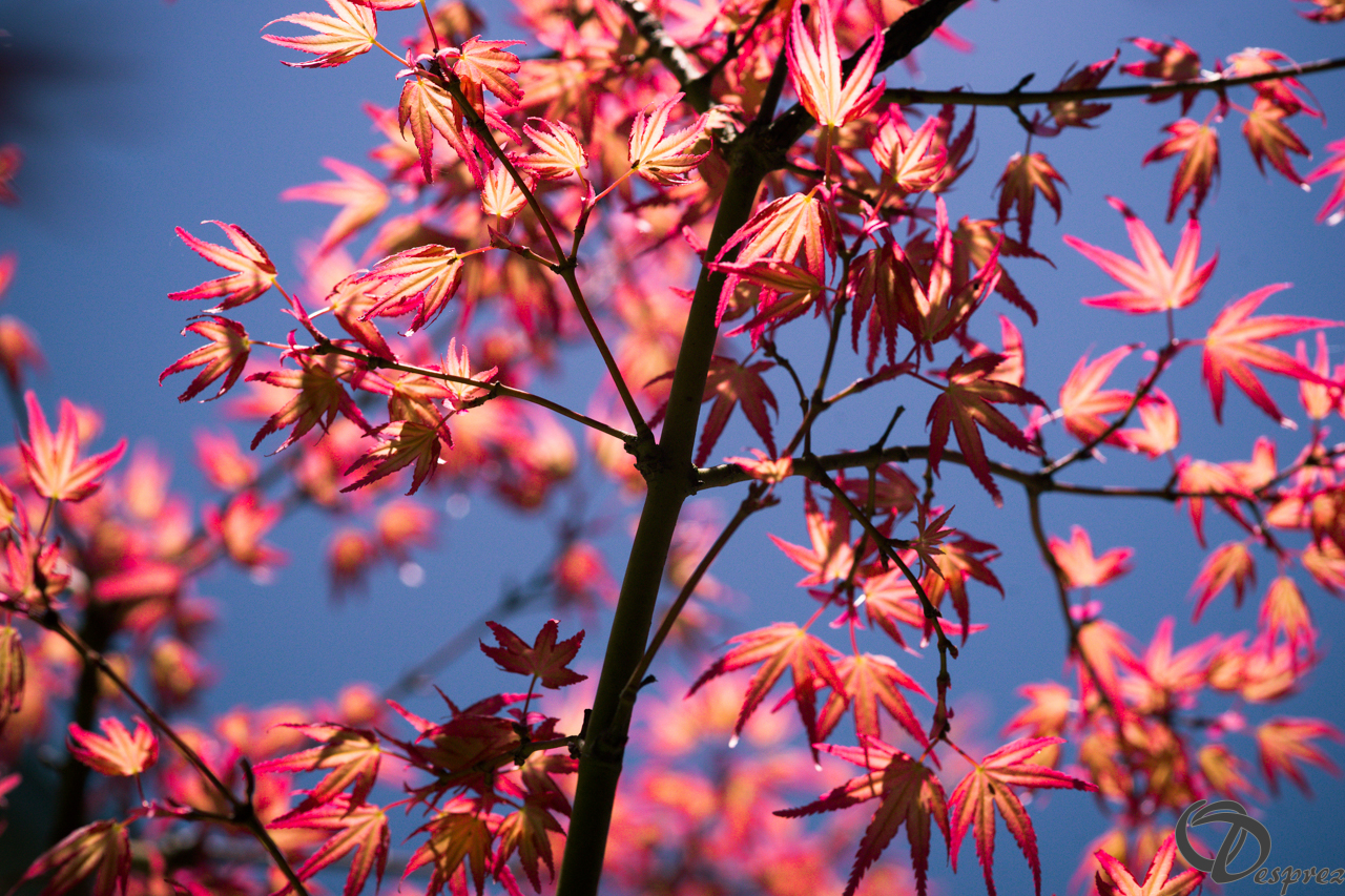 2020-avr.-15-DSC08529