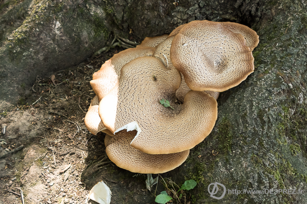 2015-07-18-DSC-00108