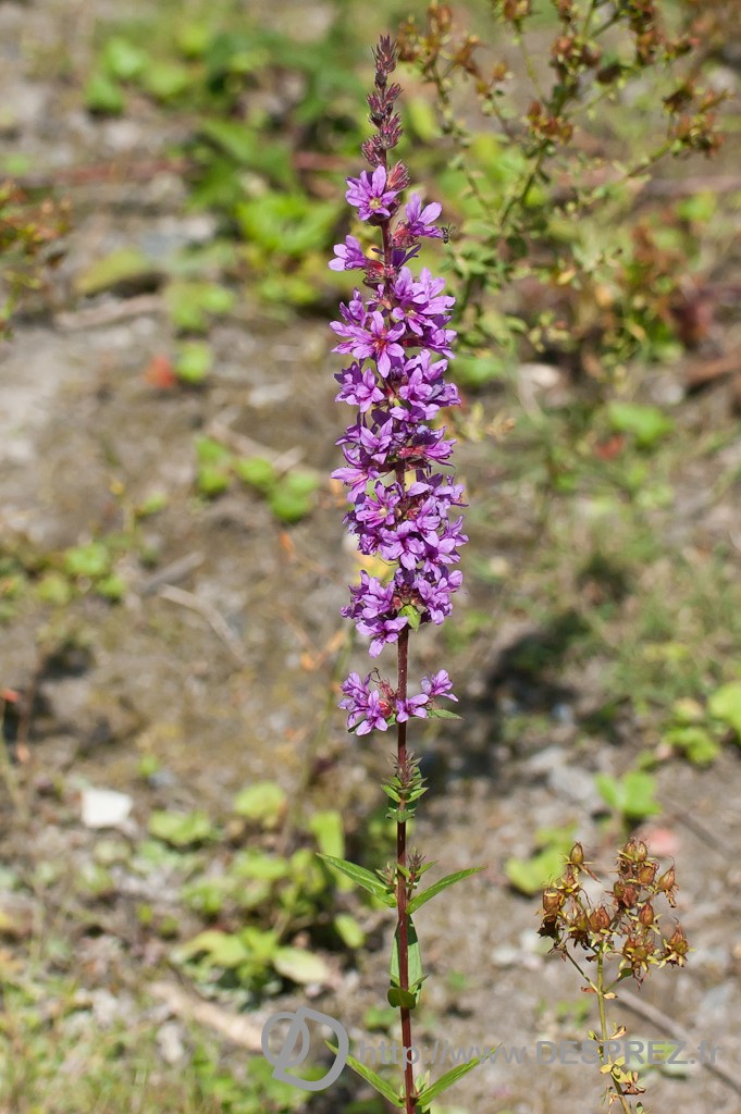 DSC07971