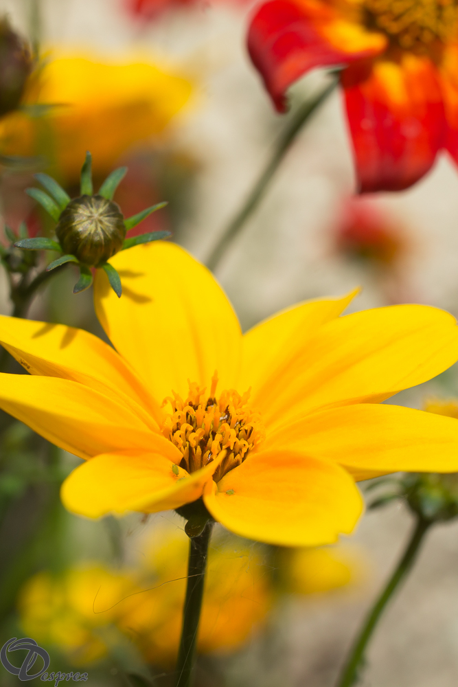 2019-05-31-DSC07585-2