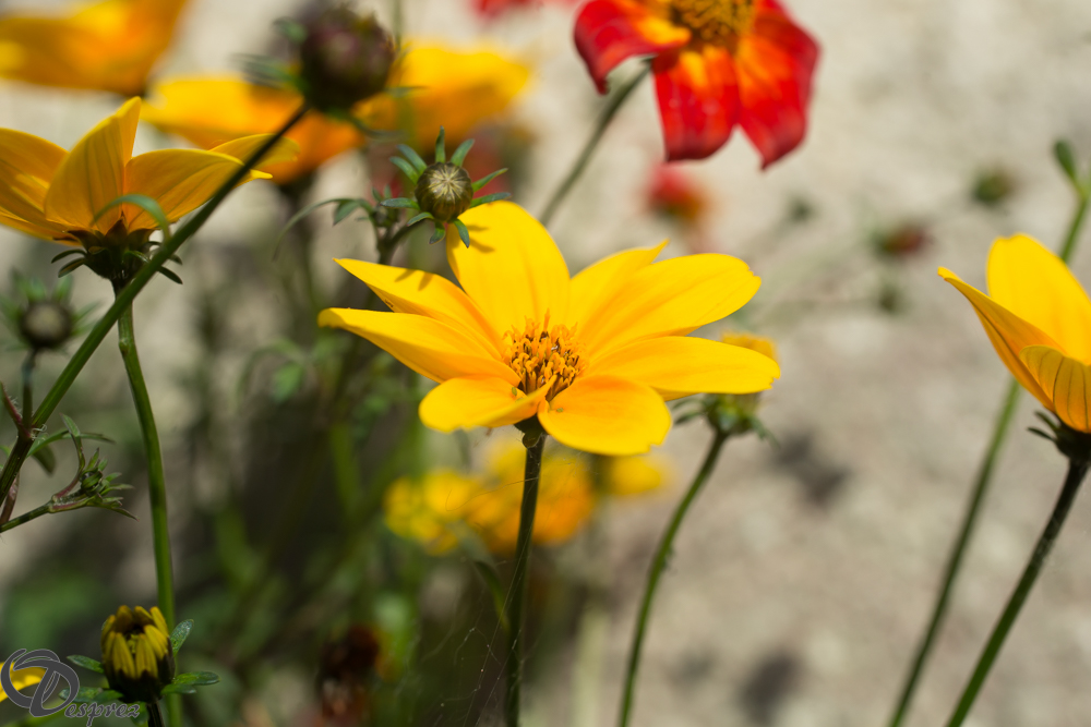 2019-05-31-DSC07585