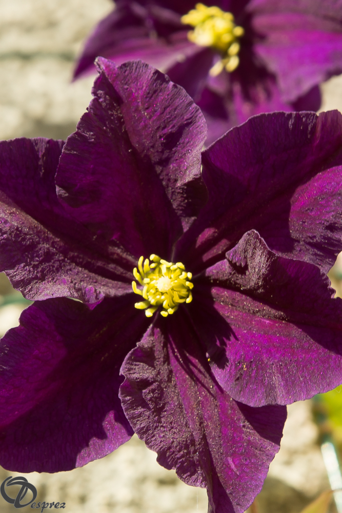 2019-06-17-DSC07967