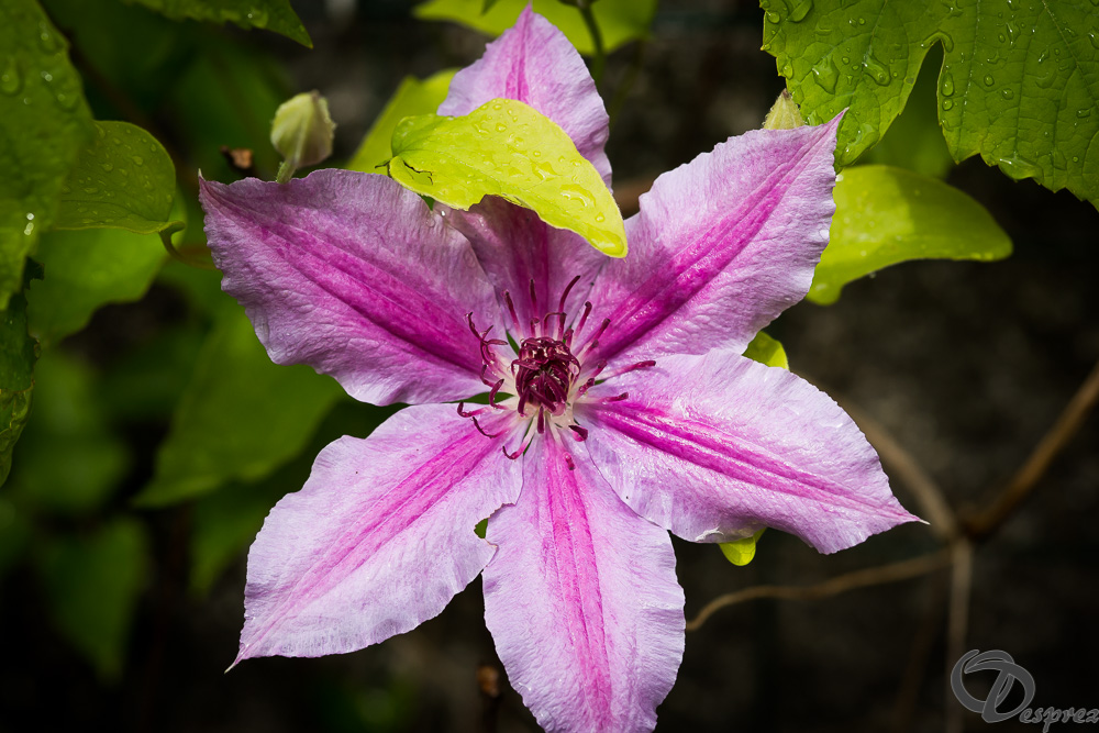 30052024-DSC00682