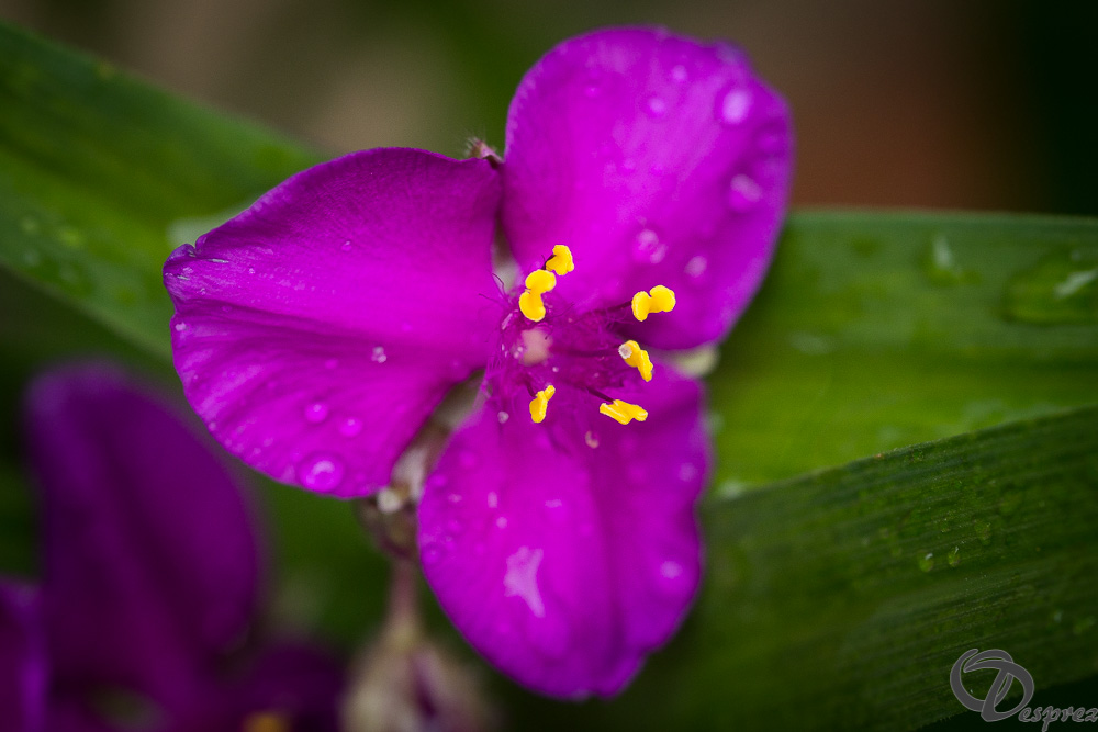 30052024-DSC00675