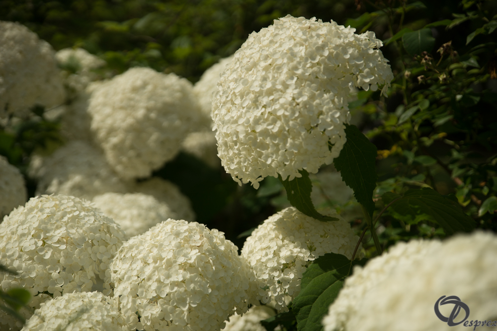 2018-juil.-22-DSC06536