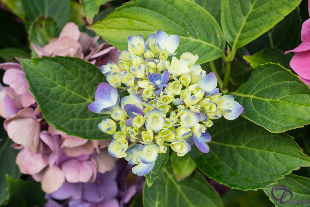 2019-aout-20-DSC08380