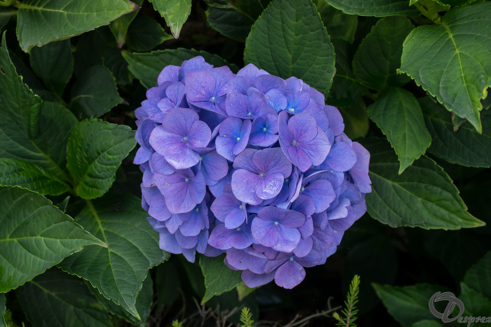 2019-aout-20-DSC08382