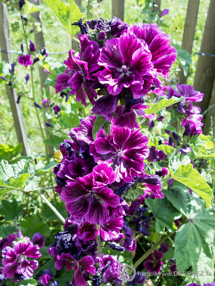 24 juillet 2016DSC00996