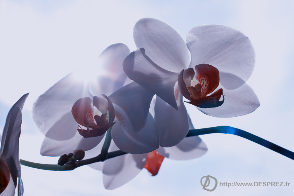 2213-20-13-DSC03495-Modifier