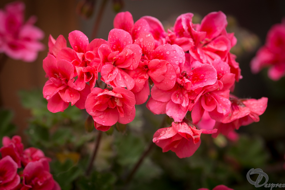 30052024-DSC00681