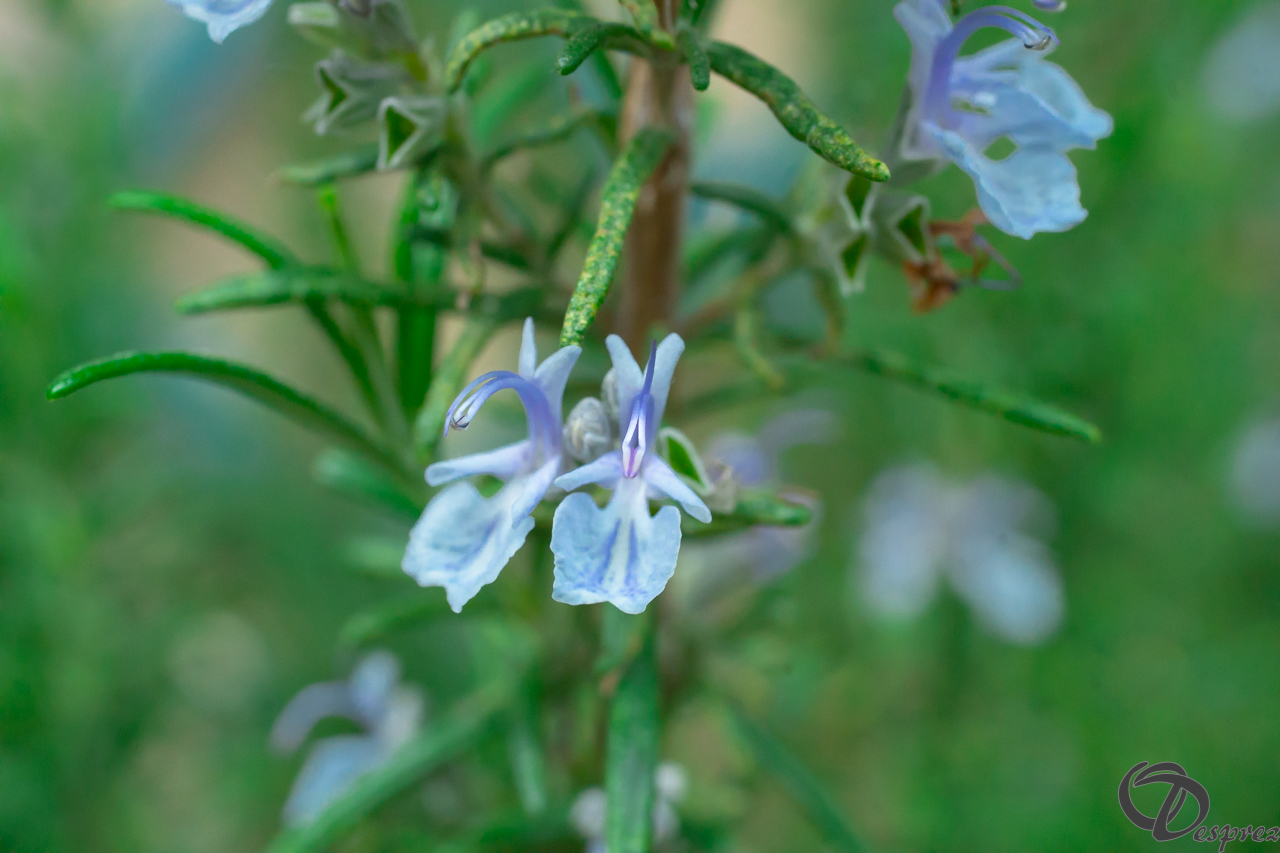 2020-avr.-16-DSC08552