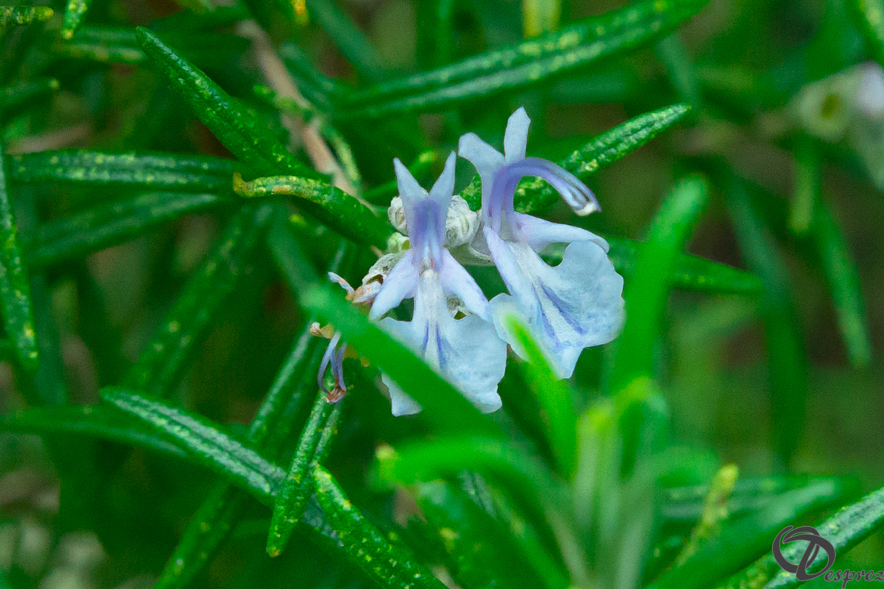 2020-avr.-16-DSC08556