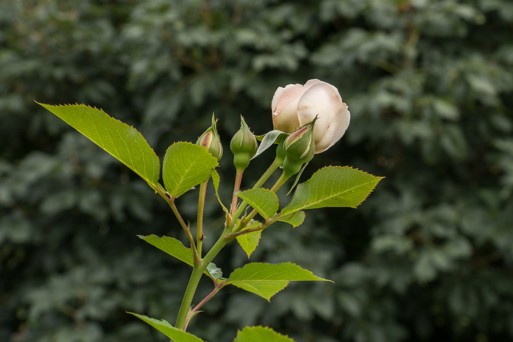 2014-02-24-DSC-00331