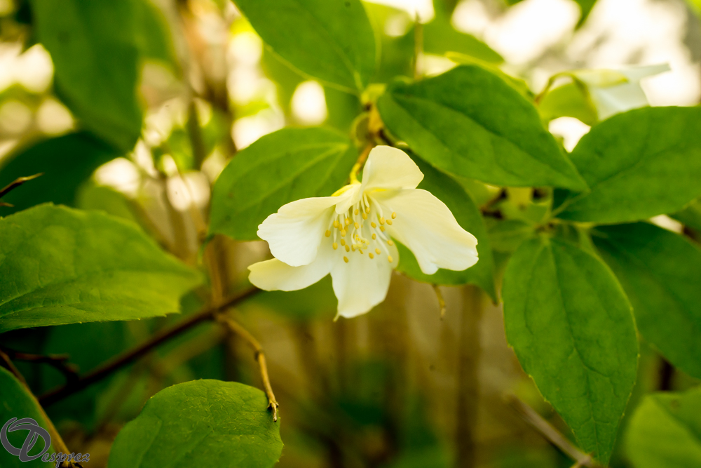 2019-05-31-DSC07545