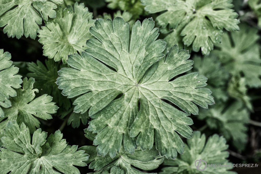 2019-04-17-DSC07390-Modifier