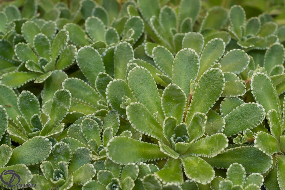2019-05-31-DSC07555