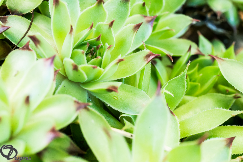 2019-05-31-DSC07563
