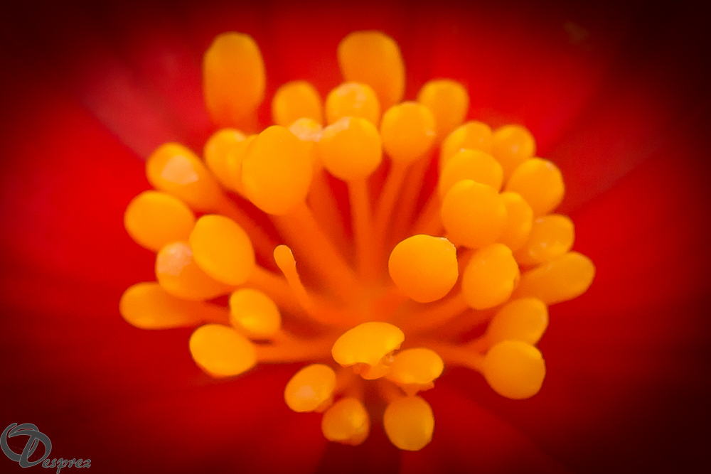 2019-05-31-DSC07577
