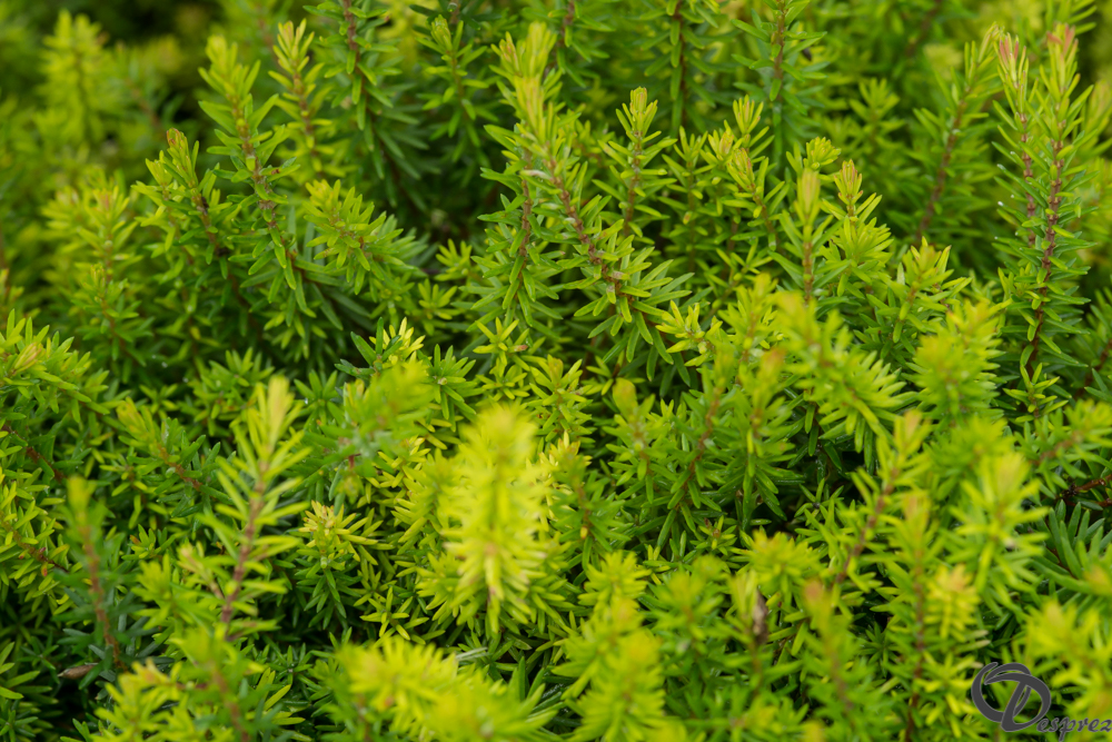 2019-aout-20-DSC08349