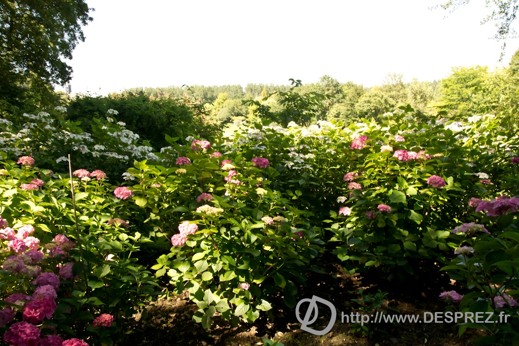 DSC00591