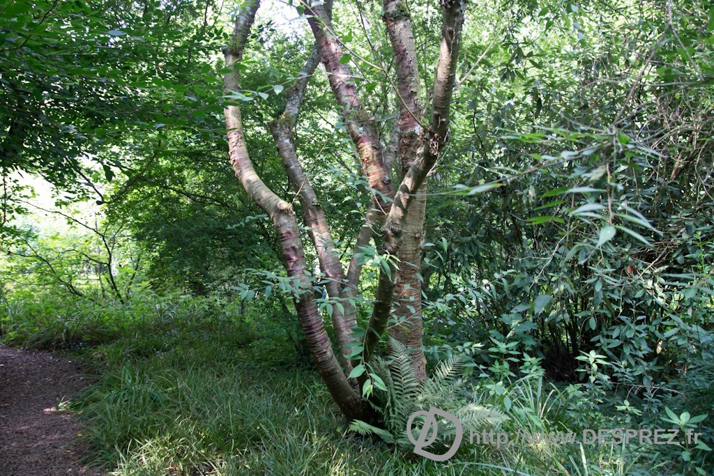 DSC00855