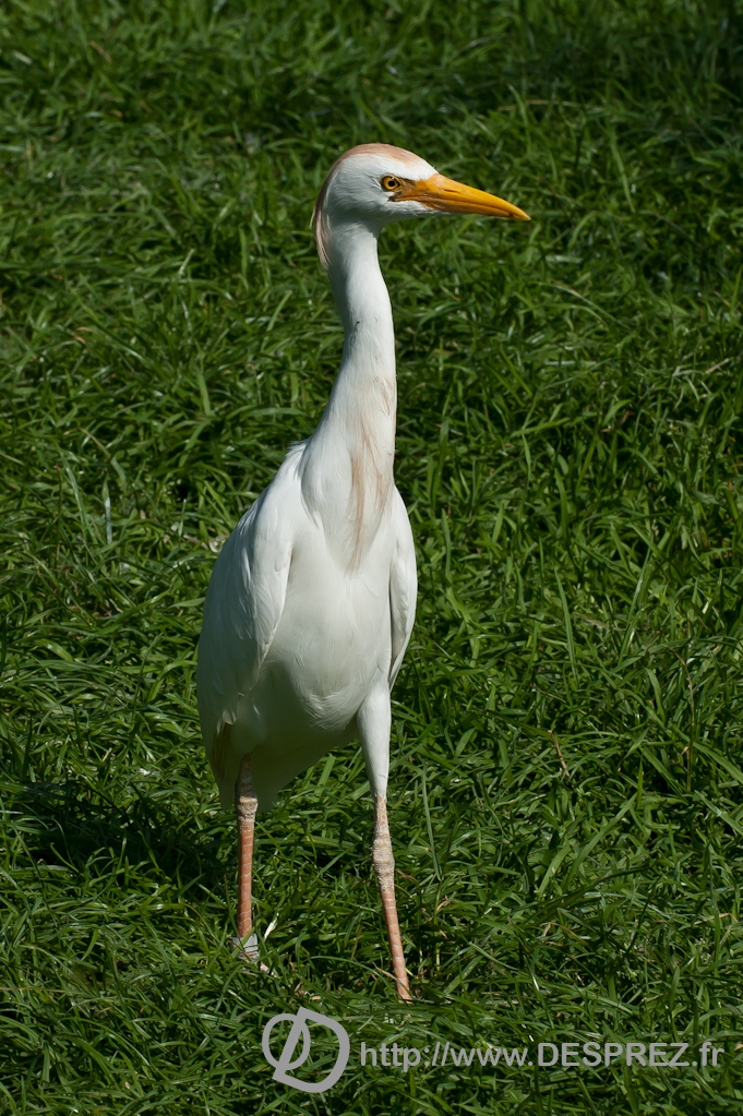 DSC08407