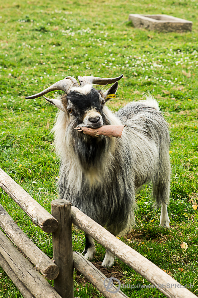 2017-07-20-DSC05291