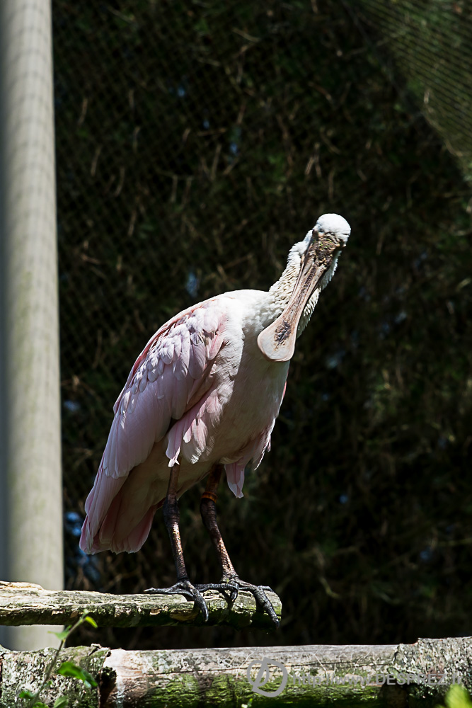 2017-07-20-DSC05388