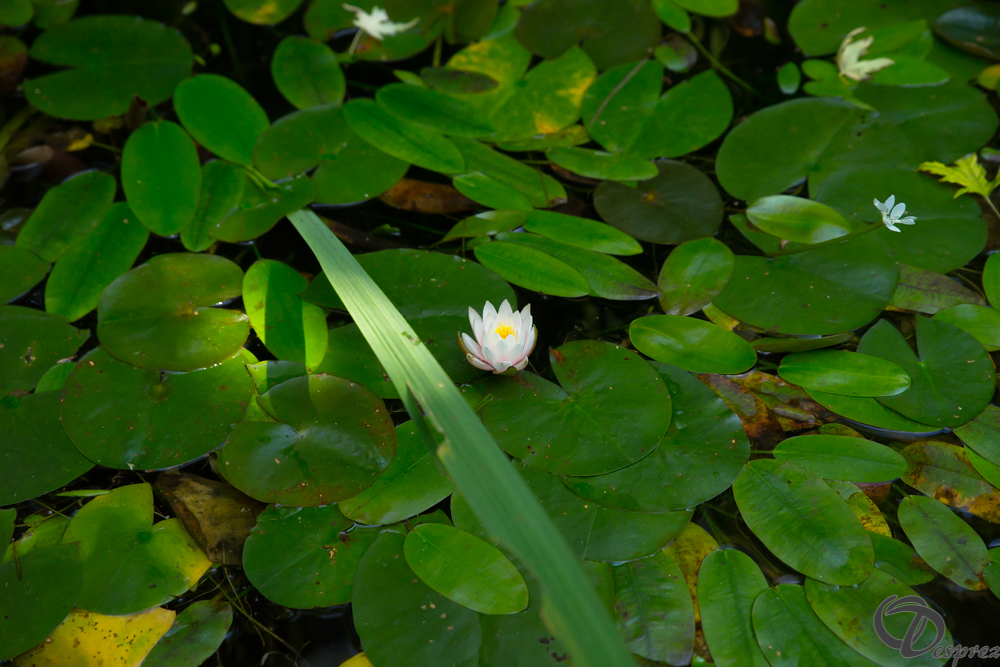 2019-aout-22-DSC08432