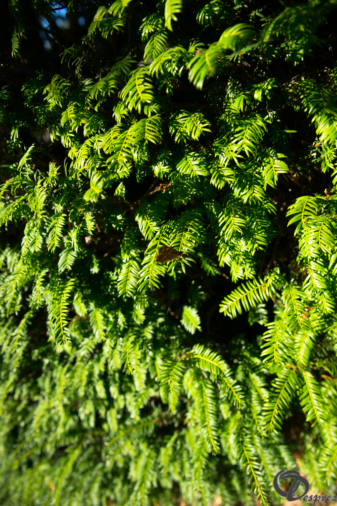 2019-aout-22-DSC08437