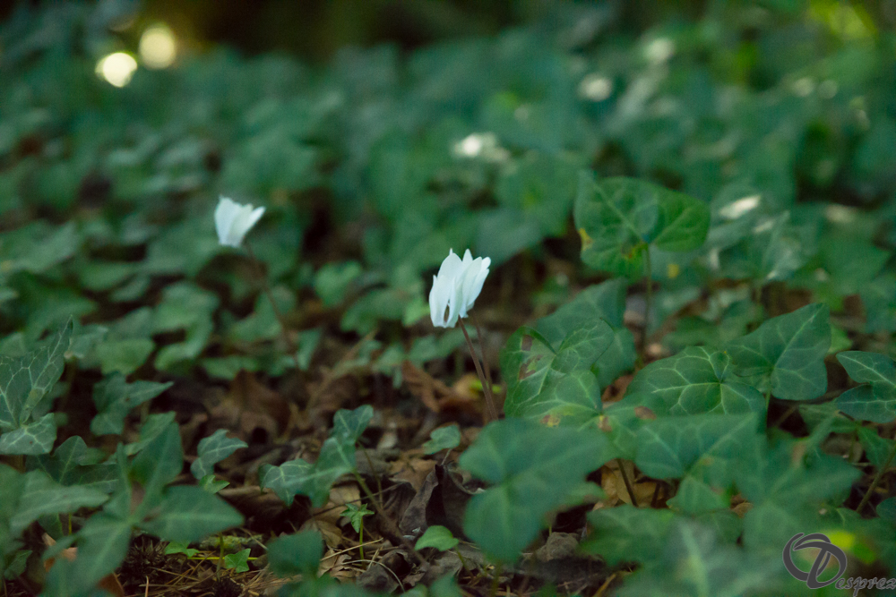 2019-aout-22-DSC08447