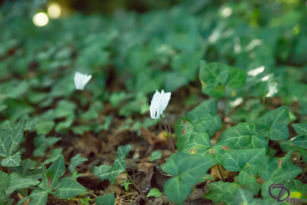 2019-aout-22-DSC08448