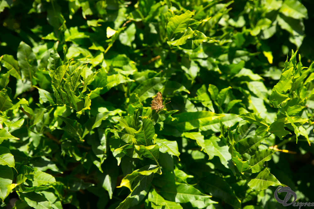 2019-aout-22-DSC08455