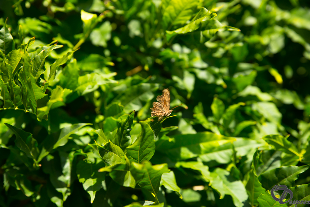 2019-aout-22-DSC08456