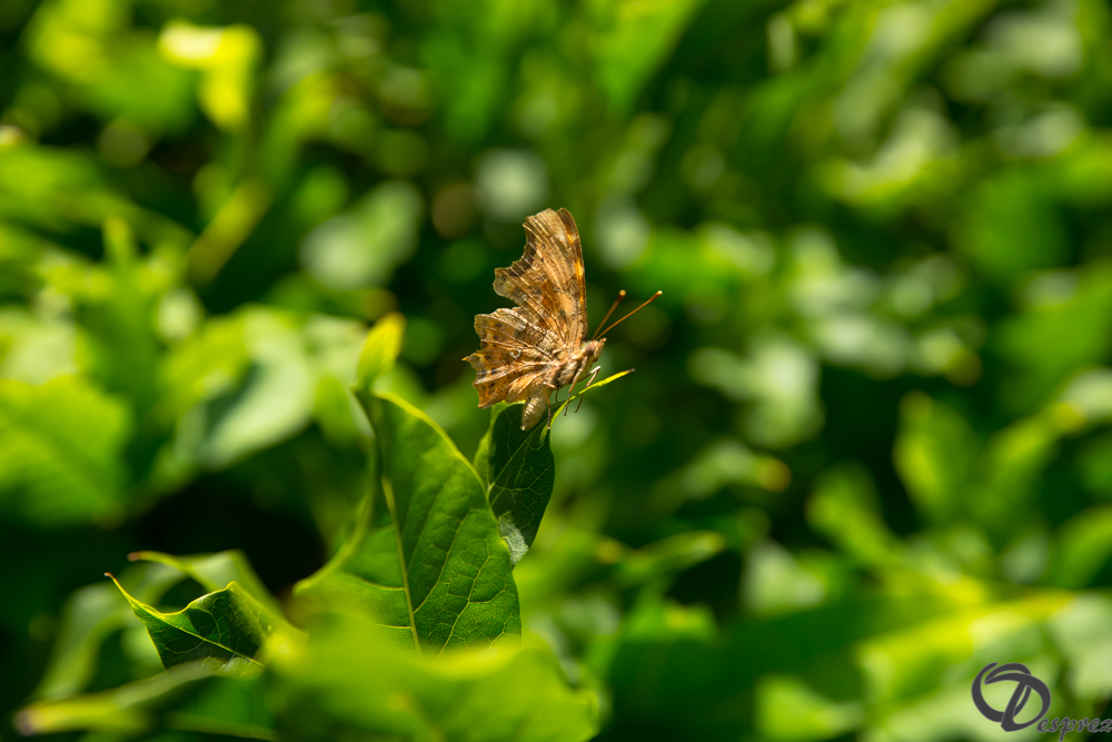 2019-aout-22-DSC08457