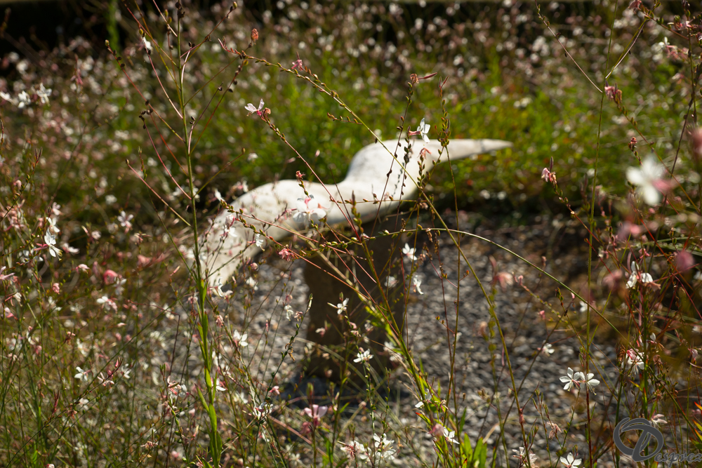 2019-aout-22-DSC08463