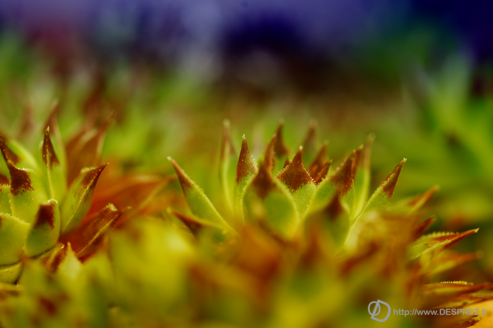 2019-04-08-DSC07363-Modifier
