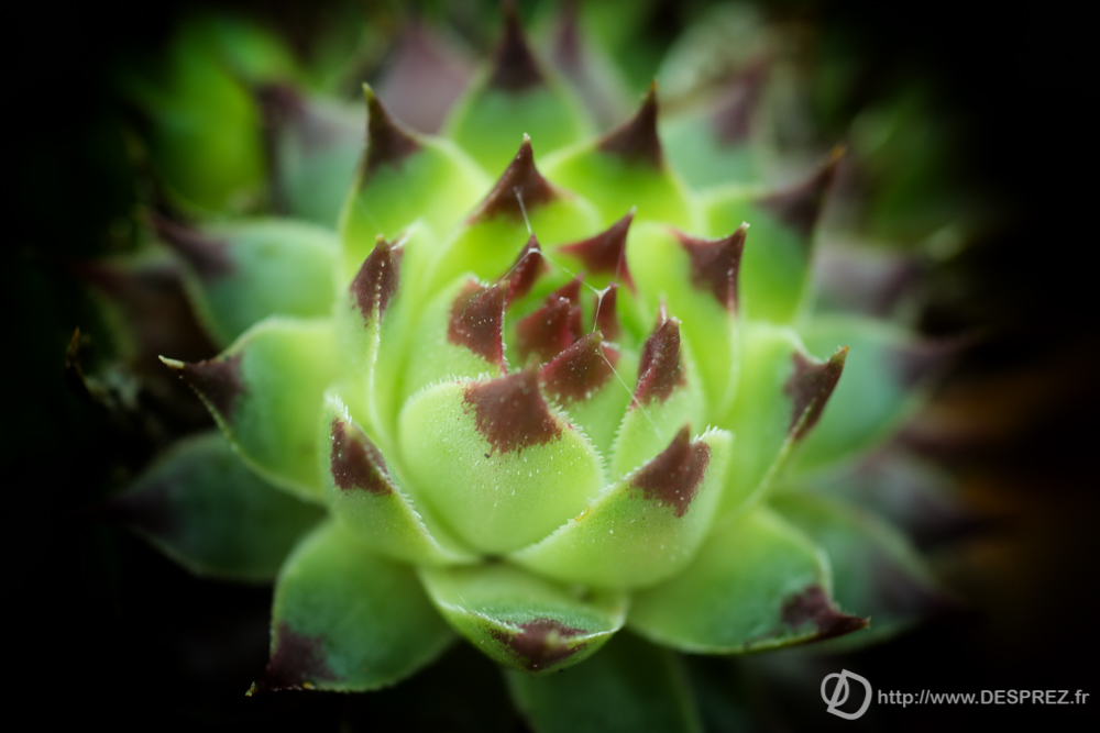 2019-04-08-DSC07364-Modifier