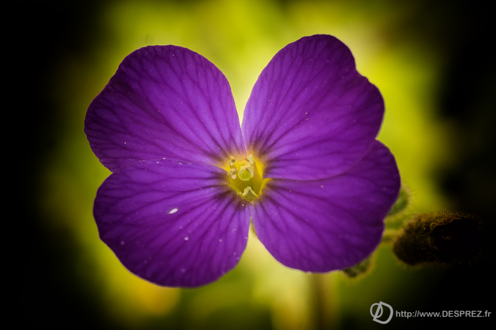 2019-04-17-DSC07365-Modifier