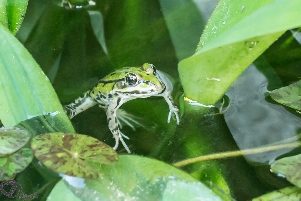 2019-06-15-DSC07862