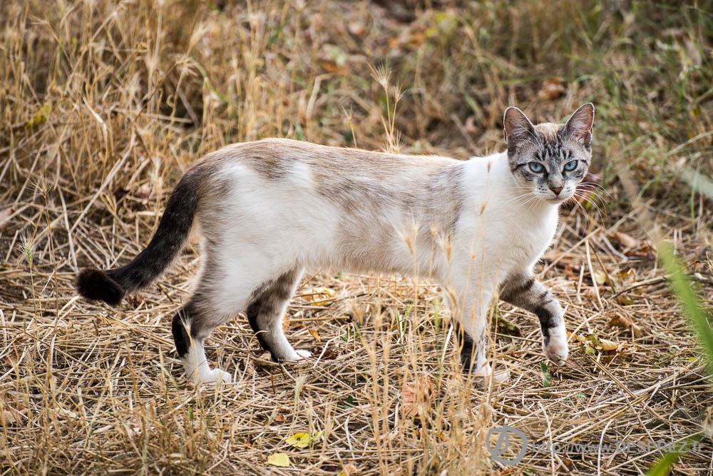 18 aout 2016DSC04895