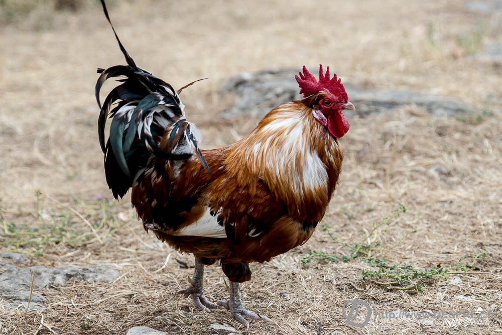 18 aout 2016DSC04881