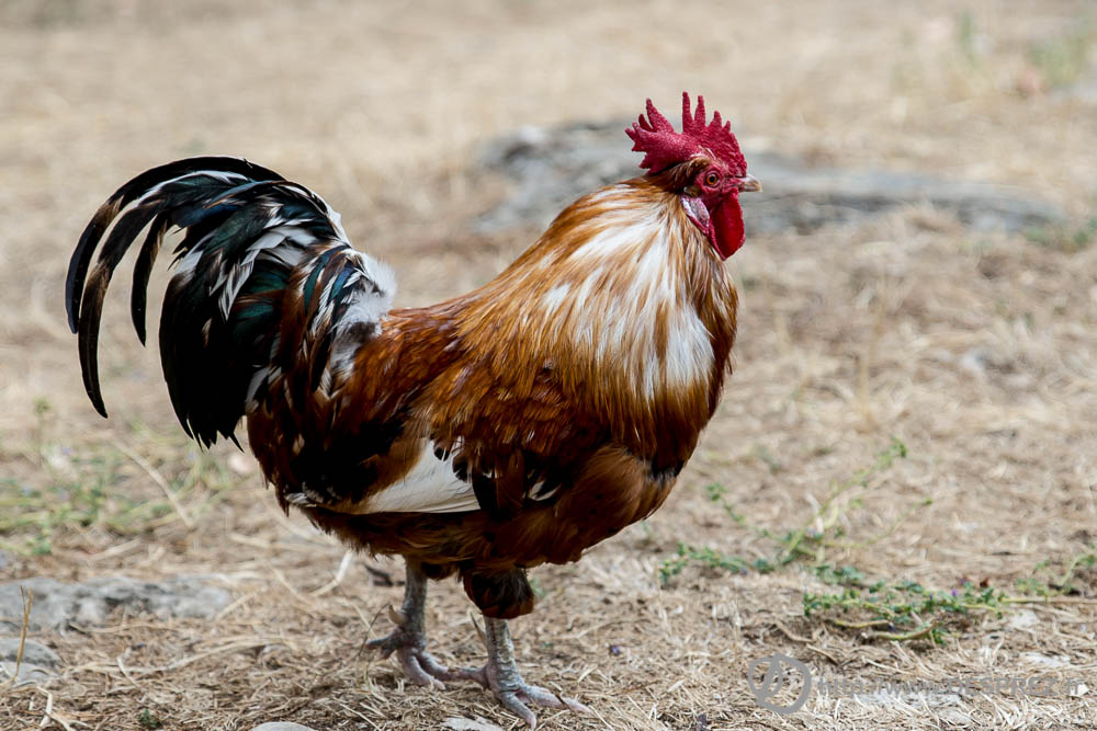 18 aout 2016DSC04882