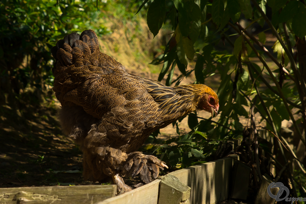 2019-aout-22-DSC08468