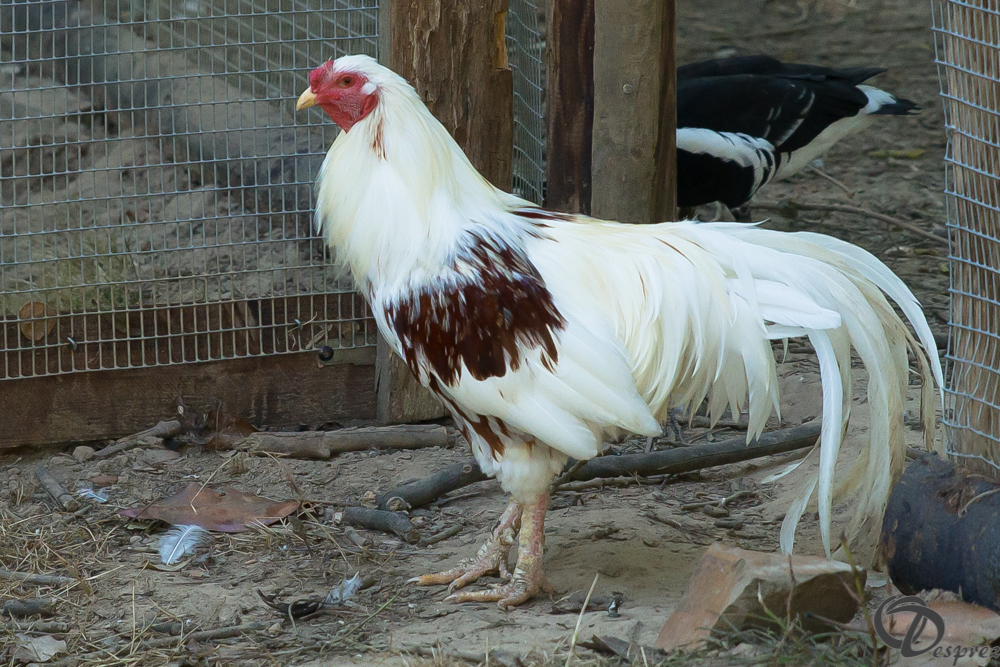 2019-aout-22-DSC08474